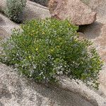 Trixis californica Hábito