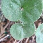 Dichondra micrantha Лист
