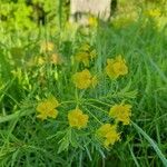 Euphorbia cyparissiasFlower