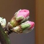 Prunus amygdalus Flower