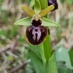 Ophrys passionis 花