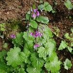 Primula matthioli Flower