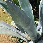 Agave shaferi Листок