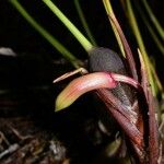 Maxillaria sanguinea Plod