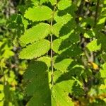 Sorbus aucupariaFolla