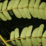 Abarema macradenia Φύλλο
