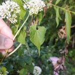 Mikania scandens ഇല