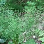 Equisetum sylvaticum Leaf