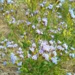 Conoclinium coelestinum Flower