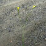 Linum trigynum Rhisgl