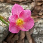 Zephyranthes lindleyana Blomst