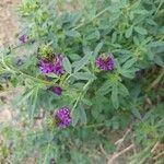 Medicago sativa花