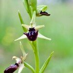 Ophrys sphegodes花