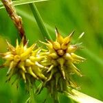 Carex flava Kvet