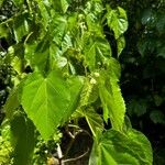 Entelea arborescens ᱥᱟᱠᱟᱢ