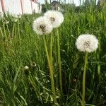 Taraxacum dissectumപുഷ്പം