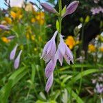 Hosta plantagineaFlower