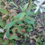 Symphyotrichum cordifolium Levél