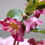 Helleborus orientalisBlomst