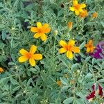 Tagetes tenuifolia Характер