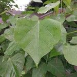 Erythrina caffra Blatt