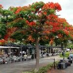 Delonix regia Агульны выгляд