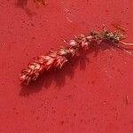 Crassula tillaea Leaf