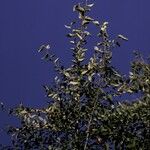 Aristotelia chilensis Costuma