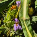 Hygrophila auriculata Květ