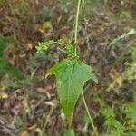 Atriplex sagittata Folio