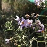 Solanum crispum Kvet