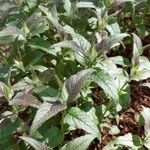 Monarda didyma برگ