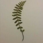 Woodsia alpina 葉