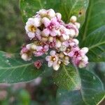 Rhus integrifolia