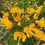 Caesalpinia pulcherrima Flor