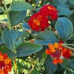 Lantana × strigocamara Flower