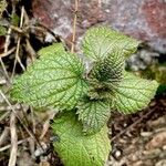 Urtica membranacea Other