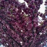 Prunus serrulata Habit