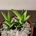 Aloe juvennaFolha