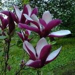 Magnolia liliiflora Kvet