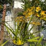 Oncidium sphacelatum Blatt