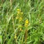 Galium verumBlomst