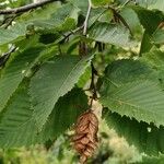 Ostrya carpinifolia Deilen