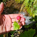 Ribes inerme Hoja
