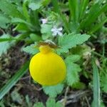 Calceolaria tripartita Hoja