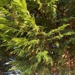 × Hesperotropsis leylandii Leaf