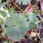 Geranium argenteum Blad