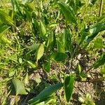 Arisarum vulgareList