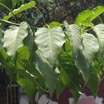 Ipomoea intrapilosa Φύλλο