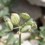 Heracleum pumilum Mbuma